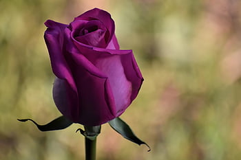 Fuchsia Rose, carta da parati floreale, rosa, sfondo di fiori, fiore, fiore fucsia, petali, fioritura, fiorire, bellissimi fiori, pianta ornamentale
