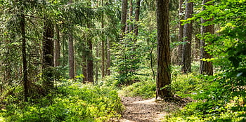 hutan, jalan, pohon, jalur hutan, jauh, jejak, pemandangan, daun-daun hijau, tumbuhan bawah, jejak hutan, jalur alam