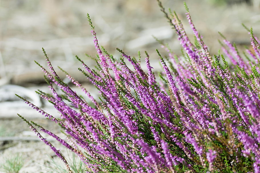 common Heather, heather Flowers, pink Flowers, nature, garden, meadow, calluna Vulgaris