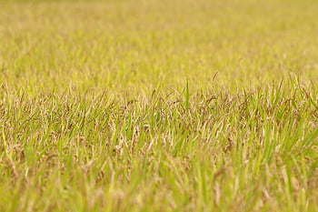 ch, Riz Asiatique, riz, Isaac, fruit, l'automne, grain, plante, la nature, paysage, rizières