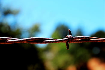 filo spinato, metallo, barriera, sicurezza, ruggine, confine, ostacolo, al di fuori, avvertimento, Pericolo, proteggere