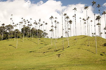 palma, wax Palm, valle Del Cocora, colombia, easter, landscape, cruz, palms, cocora-valley, tree, tropical