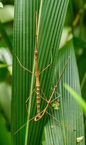 insect, entomology, species, wildlife, stick Insects, stick-bugs, walking Sticks, phasmatodea, phasmida, phasmatoptera, spectra