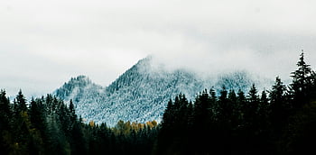 Mountain Alps, pine trees, snow-covered mountains, misty mountains, dense pine forest, serene landscape, winter scenery, mountain view, forest view, natural beauty, alpine scenery