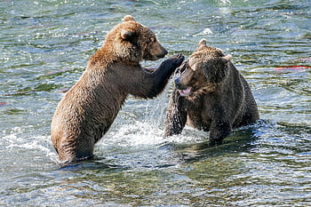 medvědi, bojování, zvířat, kodiak bear, volně žijících živočichů, voda, proud, řeka, dravec, Příroda, Aljaška