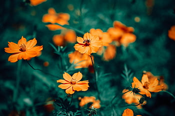 sulfur Cosmos, flower Wallpaper, orange Flowers, flowers, garden, plants, beautiful Flowers, botany, flower Background, nature, houseplant