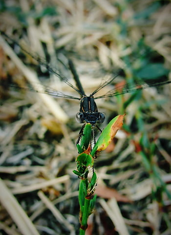 szitakötő, rovar, makró, szárnyak, szitakötő szárnyak, szárnyas rovar, Odonata, anisoptera, rovartan, fauna, természet