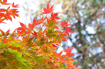 maple, leaves, autumn, branch, foliage, tree, deciduous, fall, nature, closeup