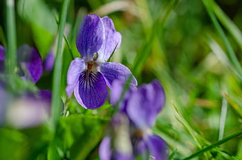 fialový, viola, květ, voňavé fialky, pochodové fialky, nachový, zblízka, jaro, viola odorata, violaceae, louka