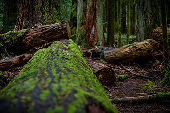 katedrální háj, před naším letopočtem, ostrov Vancouver, přístav alberni, deštný prales, Jurský park