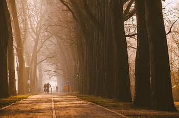 viale, strada, alberi, pista ciclabile, natura, boschi, all'aperto