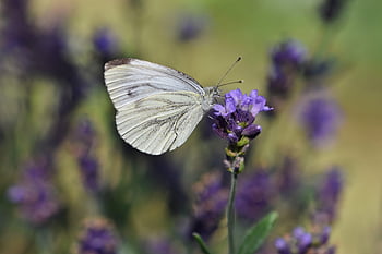 white Butterfly, butterfly, lavender, insect, wings, pollination, flower, flower Wallpaper, bloom, blossom, plant
