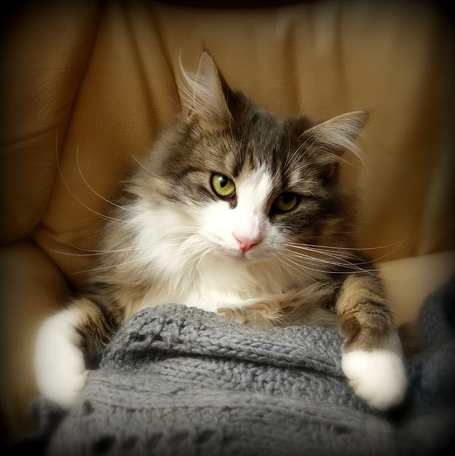 고양이, 잡담, 데이지, Le Vaudoué, 프랑스, 고양이 먹이, 침대에서, 기분 좋은, 쉬고있는, 녹색 눈, 모호한