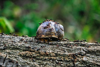 snail, ants, trunk, bark, tree Trunk, tree Bark, snail Shell, insects, mollusk, gastropod, shell