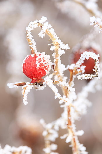 rose Hip, winter, snow, nature, season, frozen, cold, ice Cream, frost, hoarfrost, winter Landscape
