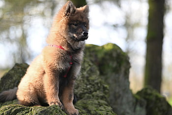 Pes, eurasier, domácí zvíře, Eurasier Plinn, psí, savec, rozkošný, společník, zvíře, německé plemeno, Příroda