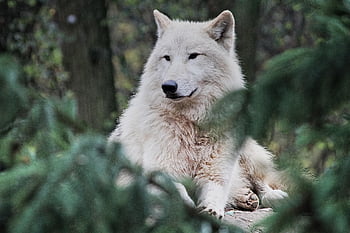 lupo artico, animale, zoo, lupo, lupo Bianco, lupo polare, mammifero, carnivoro, cacciatore, predatore, natura