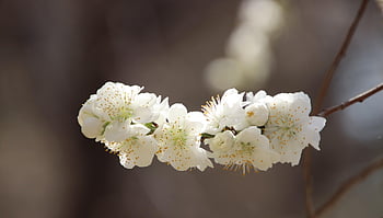 cherry Blossoms, sakura, white Flowers, flowers, spring, flora, cherry Tree, beautiful Flowers, flower Background, spring Season, flower Wallpaper