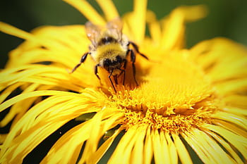 bombo, insetto, imenotteri, fiore, Inula, vero alant, impollinazione, polline, fiore giallo, fiorire, fioritura