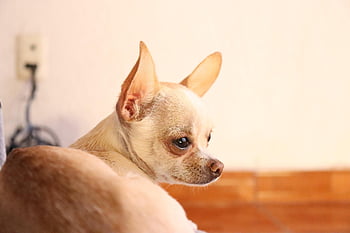 cane, cucciolo, chihuahua, triste, canino, animale domestico, mammifero, animale, natura, domestico, cane domestico