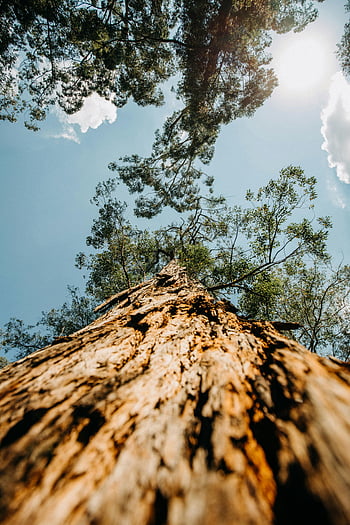 nízký úhel záběru, tyčící se strom, jasné modré nebe, strom textury, výška stromu, venkovní fotografie, přírodní scéna, lesní pohled, kmen stromu, pohled na oblohu, přírodní krajina