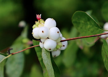 symphoricarpos albus, παμελνίκος, κήπος, βοτανική, φύση, λευκά μούρα, διακοσμητικό δέντρο, snowberry