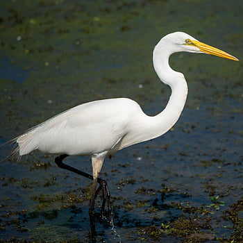 great Egret, egret, common Egret, large Egret, great White Egret, great White Heron, white, wetland, water, bird, waterfowl