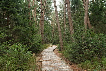 Pfad, hölzerne Spur, Brett, Natur, Holzbretter, Plankenstraße, Promenade, Weg, Waldweg, Wald, Bäume
