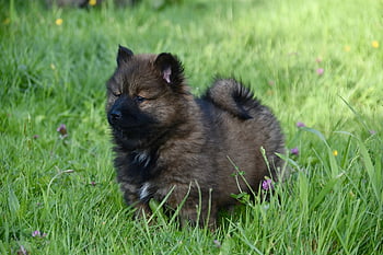 Pes, štěně, mladá fena, eurasier žena, štěně samice, portrét psa eurasier, domácí zvíře, fena reina, psí, eurasier, pes eurasier