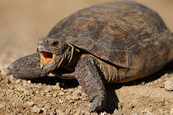 desert Turtle, snapping Turtle, desert, wildlife, arizona Turtle, sonora Turtle, wild Turtle, mean, mad, bite, biting