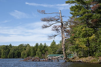 lake, trees, branches, log, sky, water, nature, fishing, landscape