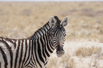 zebra, animal, safari, plains Zebra, mammal, equine, wildlife, stripes, wild, wilderness, nature