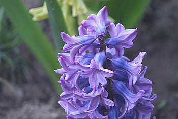 hyacinths, violet, flowers, inflorescence, purple Flowers, spring, garden, flora, nature, fresh Flowers, flowering Plant