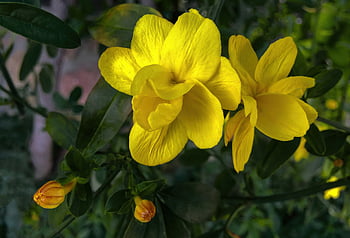flower, flower Background, jasmine, petals, stem, plants, buds, nature, bloom, flora, botany