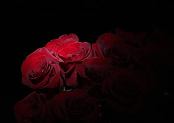 roses, bouquet, flowers, love, novel, flower Background, romantic, flower, nature, flower Wallpaper, gift