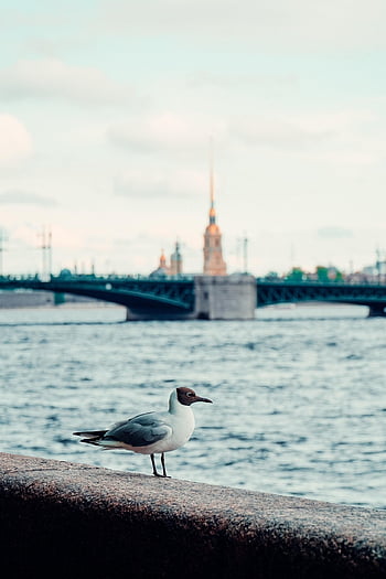 seagull, city, architecture, river, bring, russia, saint Petersburg