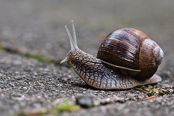 hlemýžď, rukáv, měkkýš, zvíře, volně žijících živočichů, sonda, Příroda, sliz, zpomalit, zblízka
