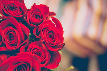 red roses, blooming red roses, romantic decor, close-up flowers, soft background, red rose flowers, romantic flowers, red rose blooms, flower bouquet, red rose bouquet, romantic flower arrangement