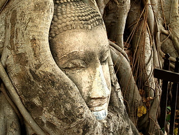 gautama buddha, hlava Buddhy, kořeny stromů, wat mahathat, ayutthaya, Thajsko, Příroda a spiritualita, propletené, kamenná socha, starověký chrám, kulturní dědictví