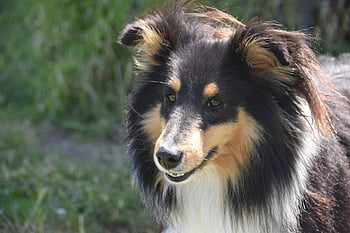 dog, young Dog, dog Portrait, shetland Sheepdog, dog Pure Breed, dog Tricotin, nature, muzzle End, mammal, canine, doggie