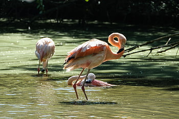 flamingos, birds, water, long-legged, long-necked, wading Bids, feathers, plumage, ave, avian, nature