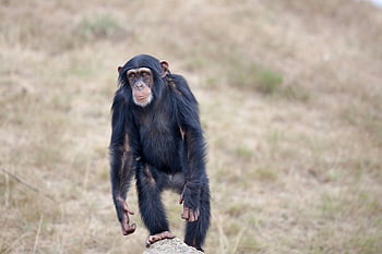 juvenile chimpanzee, standing primate, black and brown primate, green grass fields, natural wildlife, alert chimpanzee, grass surroundings, wildlife photography, primate in nature, juvenile ape, standing ape