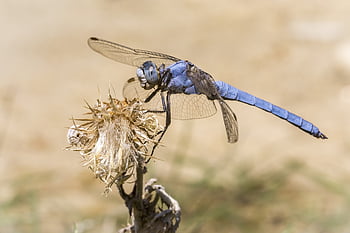 orthetrum brunneum, jižní skimmer, tráva, hmyz, volně žijících živočichů, malý, rostlina, létat, makro, modrý, Příroda