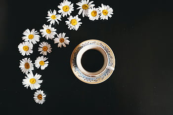 coffee cup, saucer, daisies, black table, morning refresh, delicate coffee cup, fresh daisies, coffee and flowers, coffee cup saucer, black background, coffee cup daisies