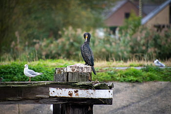 Kormoran, Vogel, thront, Tier, Gefieder, Schnabel, Rechnung, Vögel beobachten, Vogelkunde, Tierwelt, Natur