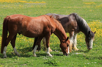 heste, græsse, græs, dyr, pattedyr, eng, græsarealer, natur, forår