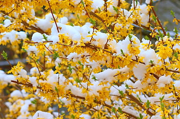 レンギョウ、 雪、 黄色い花、 観賞用低木、 春、 花、 咲く、 低木、 レンギョウ花、 オレアセア、 自然