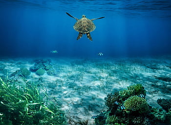 sea Turtle, turtle, underwater, coral, seaweed, ocean, sea Life, nature, composite, blue Sea, scuba Diving