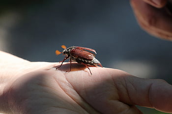beetle, cockchafer, insect, may, nature, spring, animal, insects, crawling Animal, flying Insect, sensor