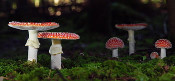 muchomůrky, houby, mech, moucha agaric, podzim, lesní podlaha, Příroda, detailní